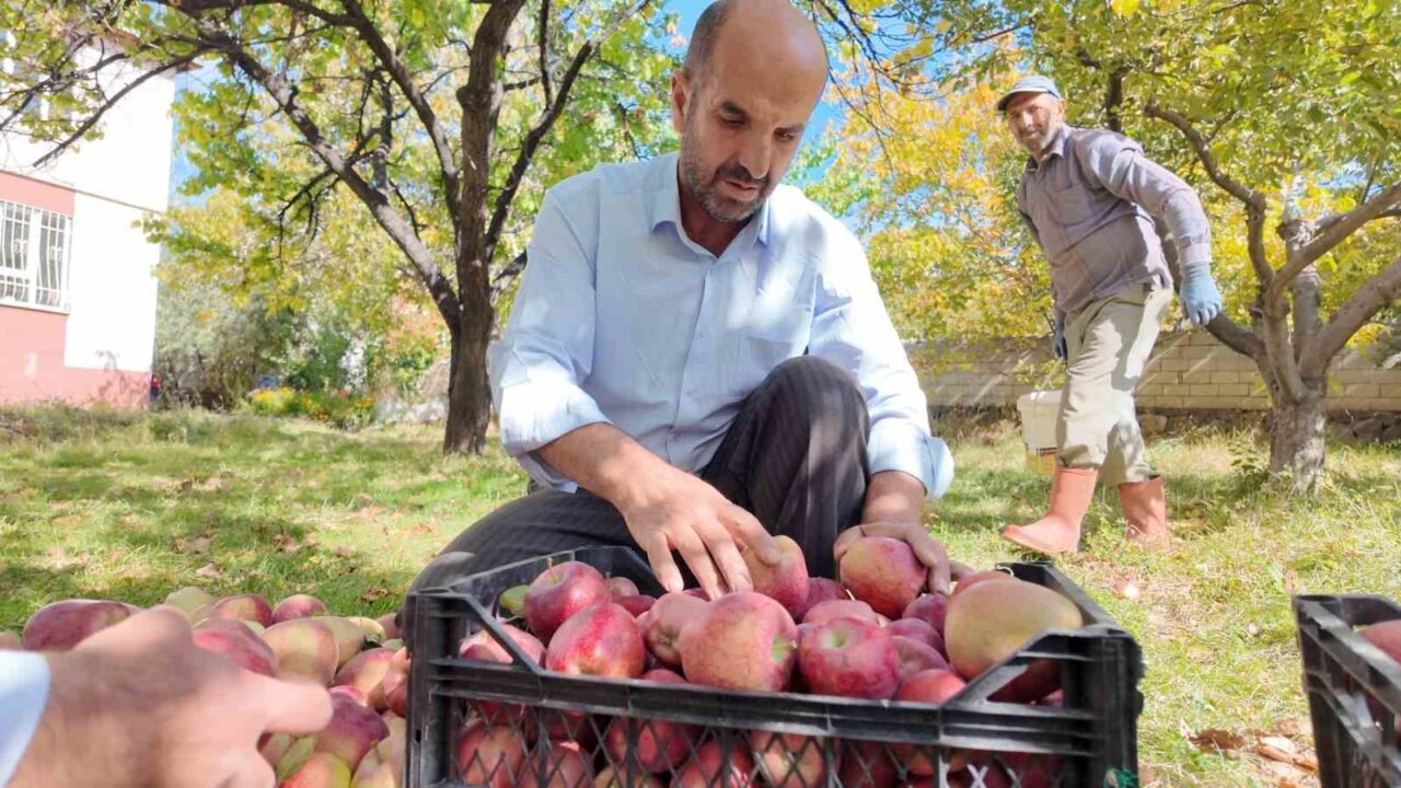 Erciş ilçesinde elma yetiştiricileri, kış mevsimi için hasat sürecine başladı.