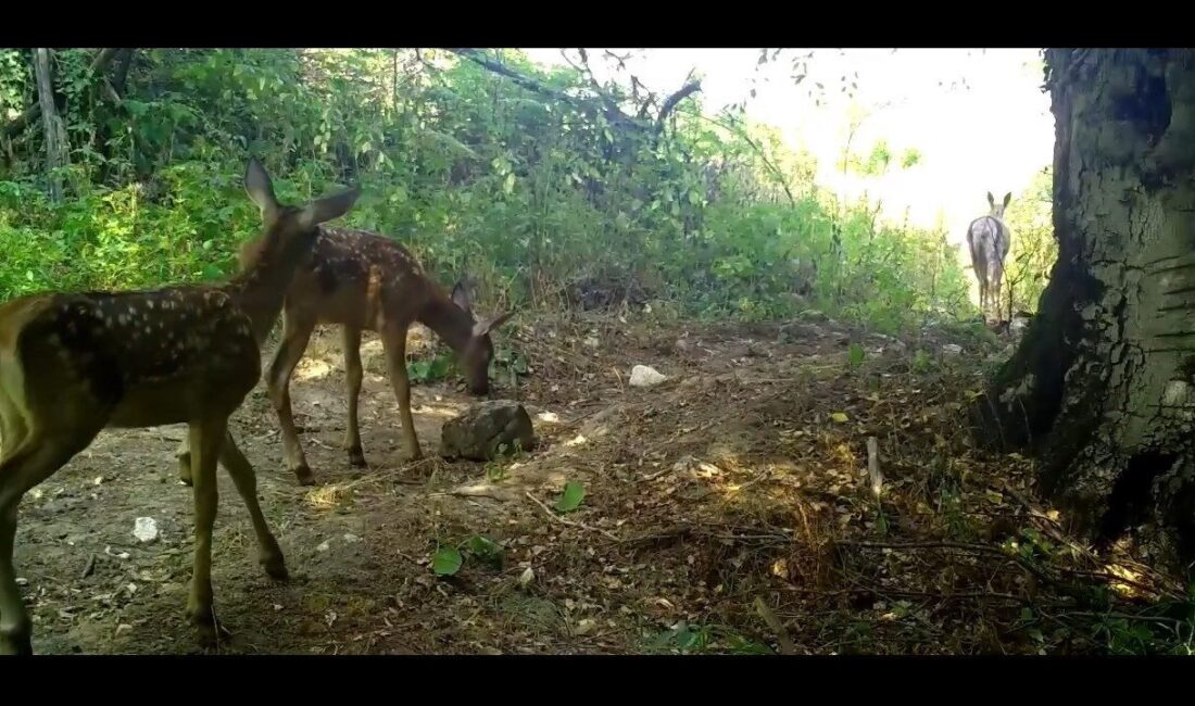 Uludağ'da yer alan fotokapan, kızıl geyik yavrularının anneleriyle birlikte doğal