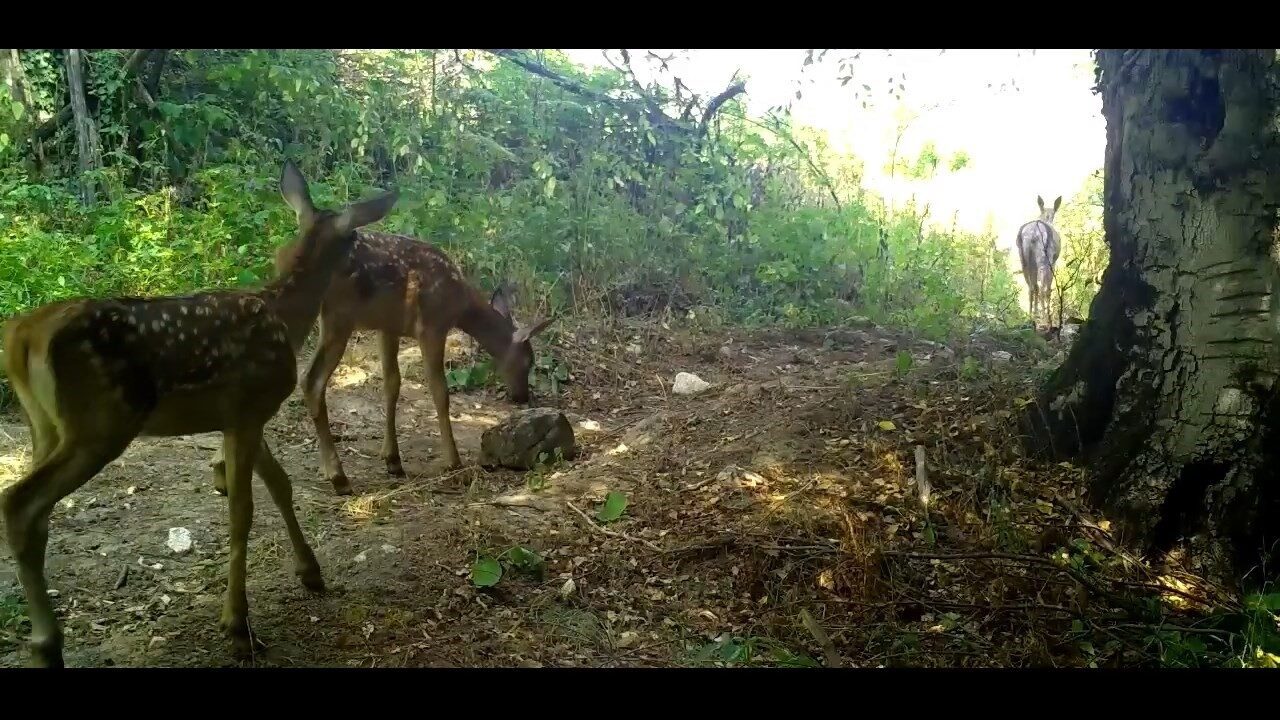 Uludağ'da yer alan fotokapan, kızıl geyik yavrularının anneleriyle birlikte doğal