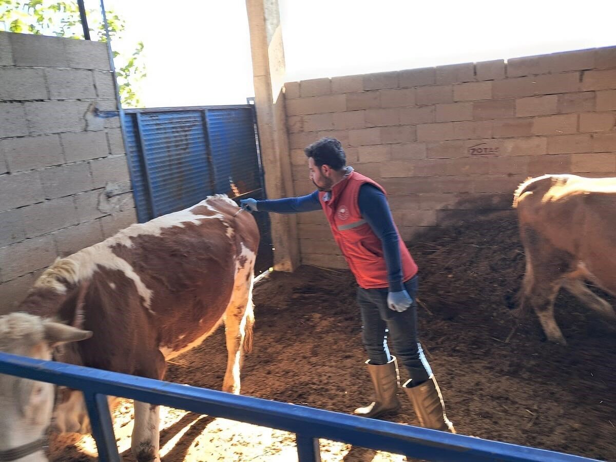 Aydın'ın Köşk ilçesinde, şap hastalığıyla mücadele için büyükbaş hayvanların aşılanma