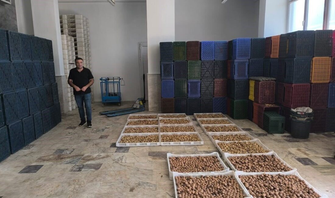 Köşk İlçe Tarım ve Orman Müdürlüğü, kuru incir depolarını denetleyerek