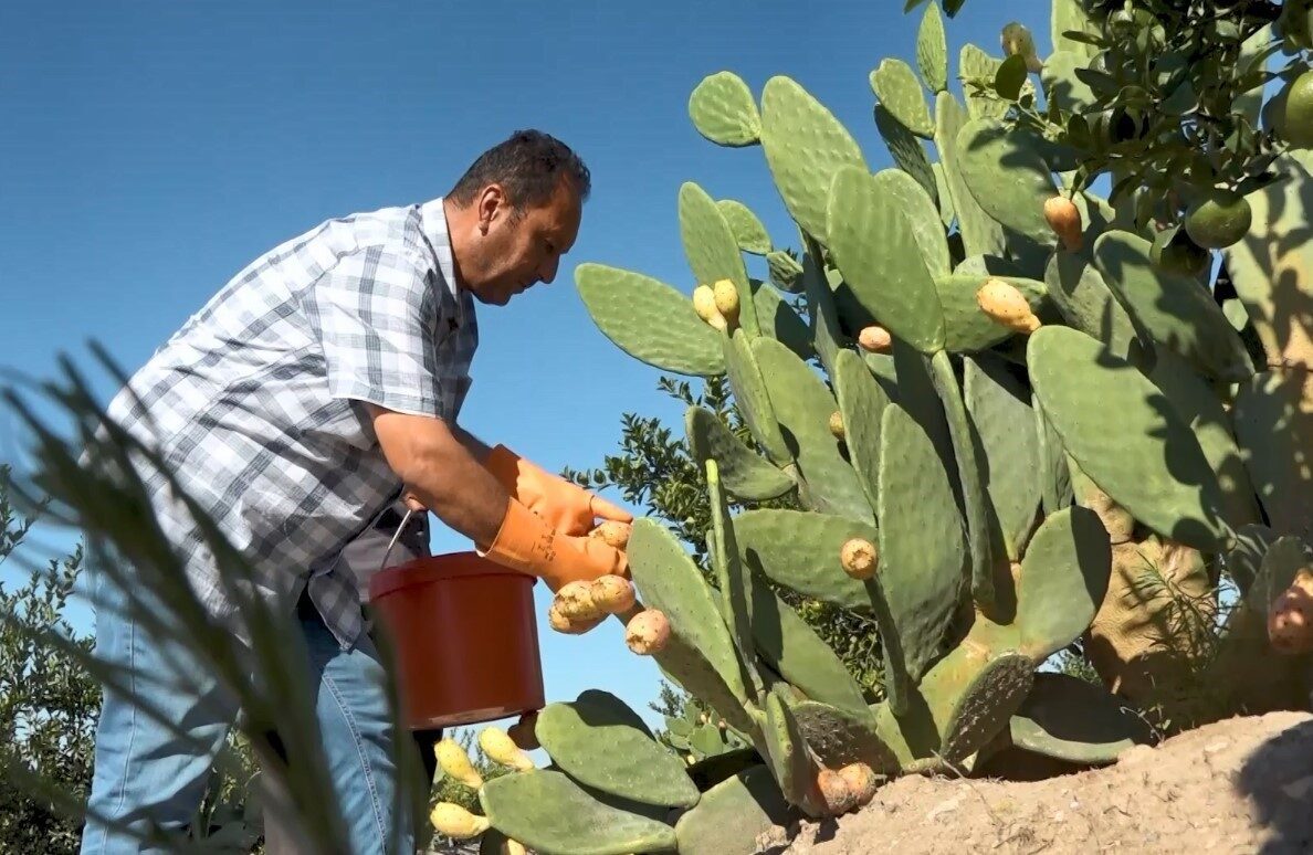 Mersin’de, sulama imkanı az olan bölgelerde yetiştirilen dikenli incir, Tarsus