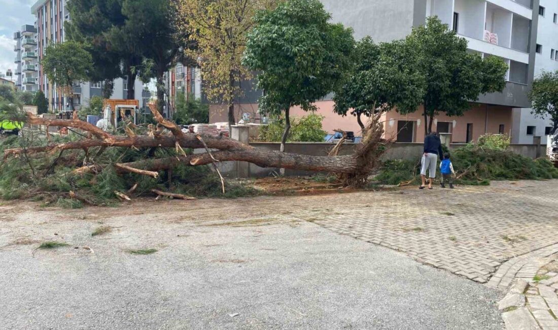 Aydın Efeler’de Kuruyan Çam Ağacı Yolda Devrildi, Yaralı Yok Aydın'ın Efeler ilçesinde, kuruyan bir çam ağacı aniden devrildi. Olayda