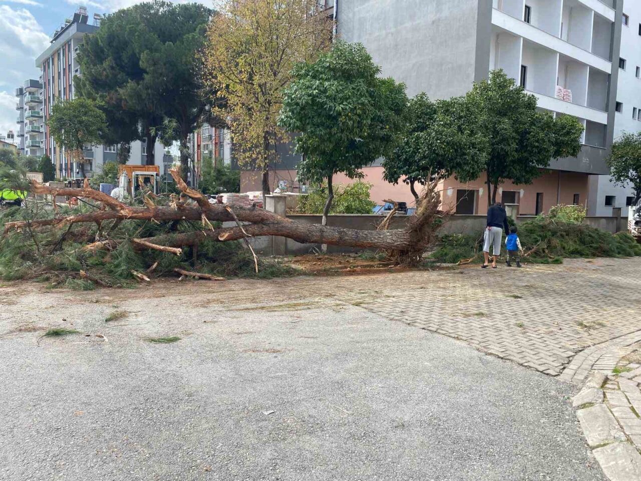 Aydın'ın Efeler ilçesinde, kuruyan bir çam ağacı aniden devrildi. Olayda