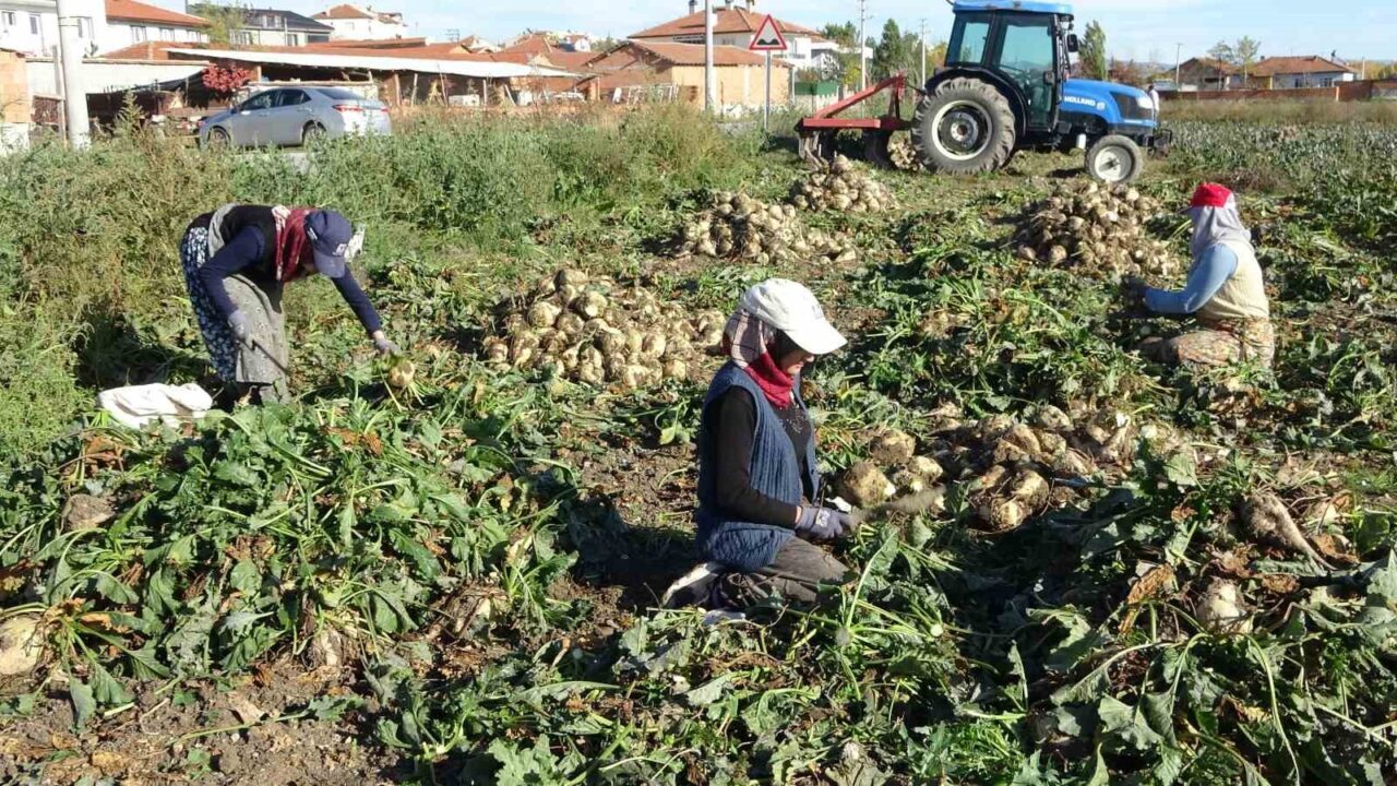 Kütahya’nın İkizhöyük Mahallesi'nde çiftçiler, bu yıl pancar hasadına başladı. İsmail