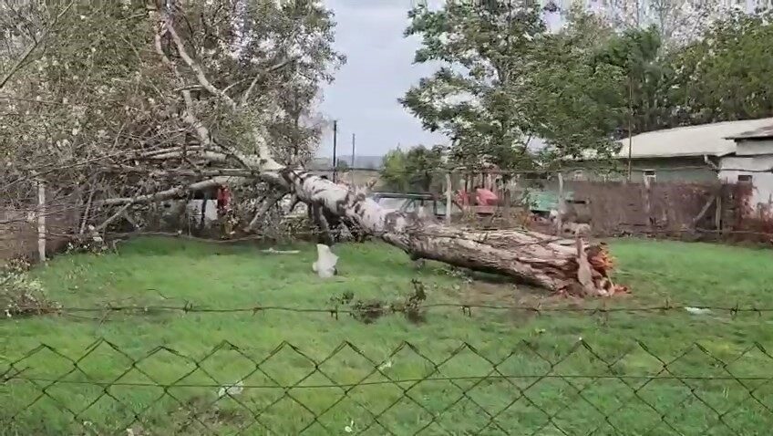 Bursa'nın Mustafakemalpaşa ilçesinde lodos, Temizlik İşleri Müdürlüğü bahçesindeki ağacın devrilmesine
