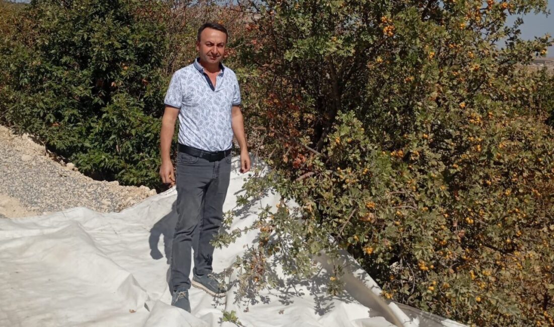 Malatya'nın Akçadağ ilçesinde aşılanan yabani alıç ağaçlarının hasat süreci devam