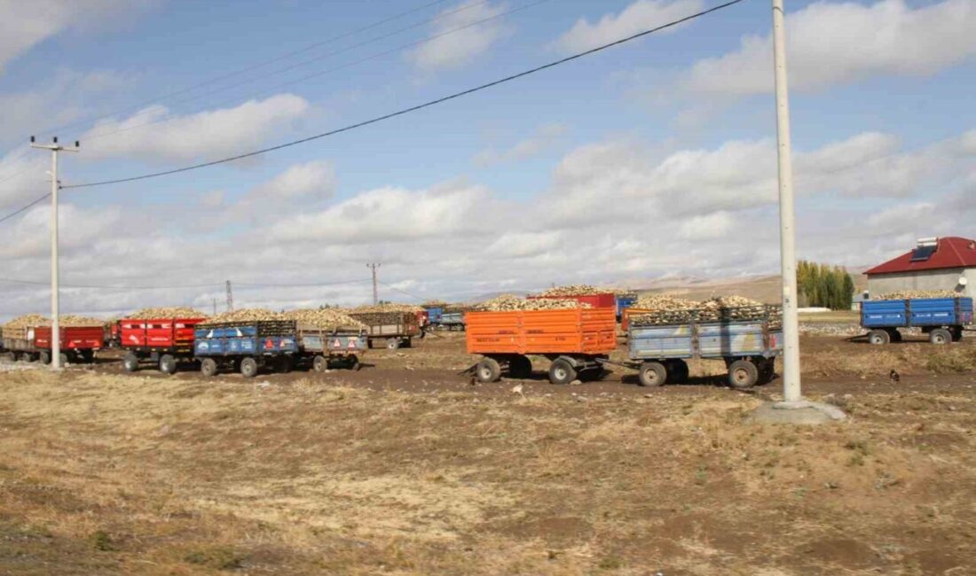 Muş'un Malazgirt ilçesinde 2025 şeker pancarı alım sezonu devam ediyor.