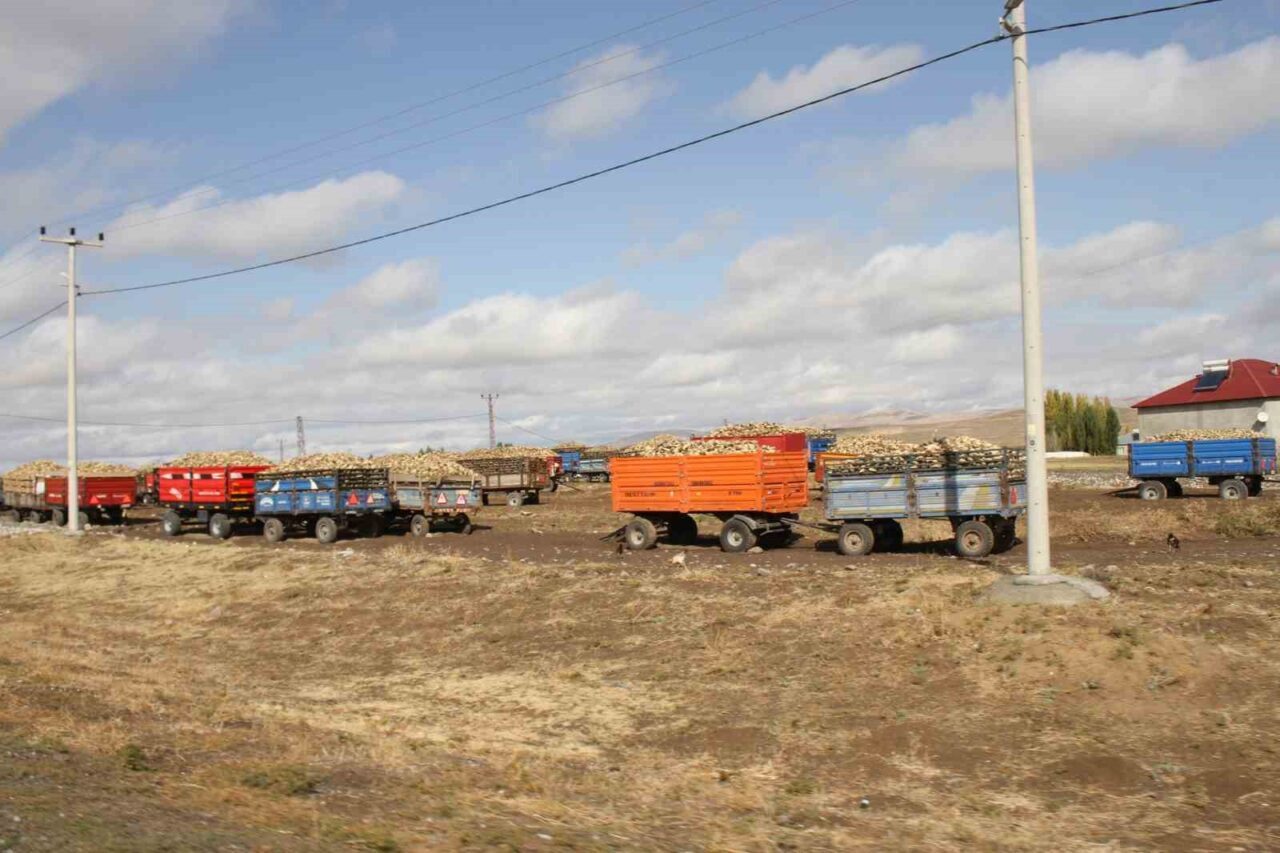 Muş'un Malazgirt ilçesinde 2025 şeker pancarı alım sezonu devam ediyor.