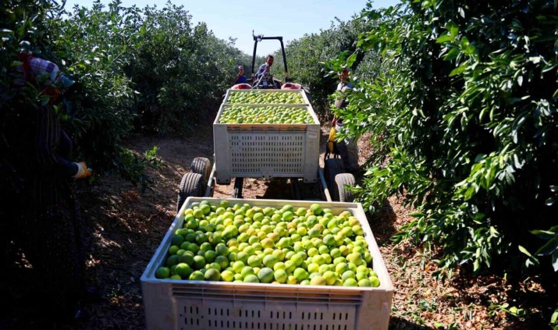 Adana'da erkenci mandalina hasadı başladı ve 1 milyon ton rekolte