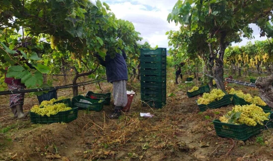 Manisa'nın Sarıgöl ilçesindeki Sultaniye üzüm hasadı, yağmurlara rağmen sürüyor. Tarım
