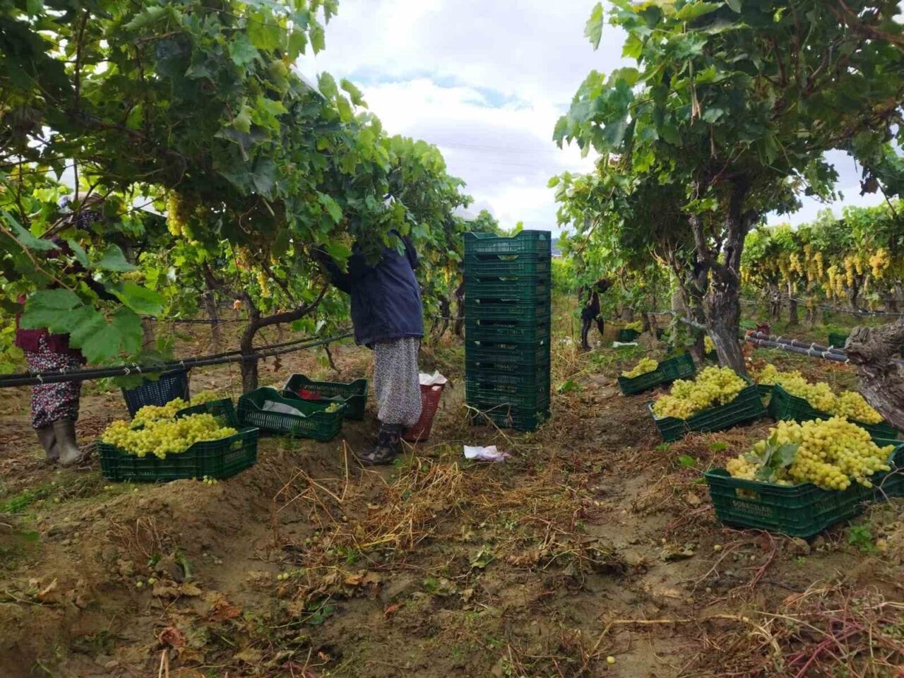 Manisa'nın Sarıgöl ilçesindeki Sultaniye üzüm hasadı, yağmurlara rağmen sürüyor. Tarım