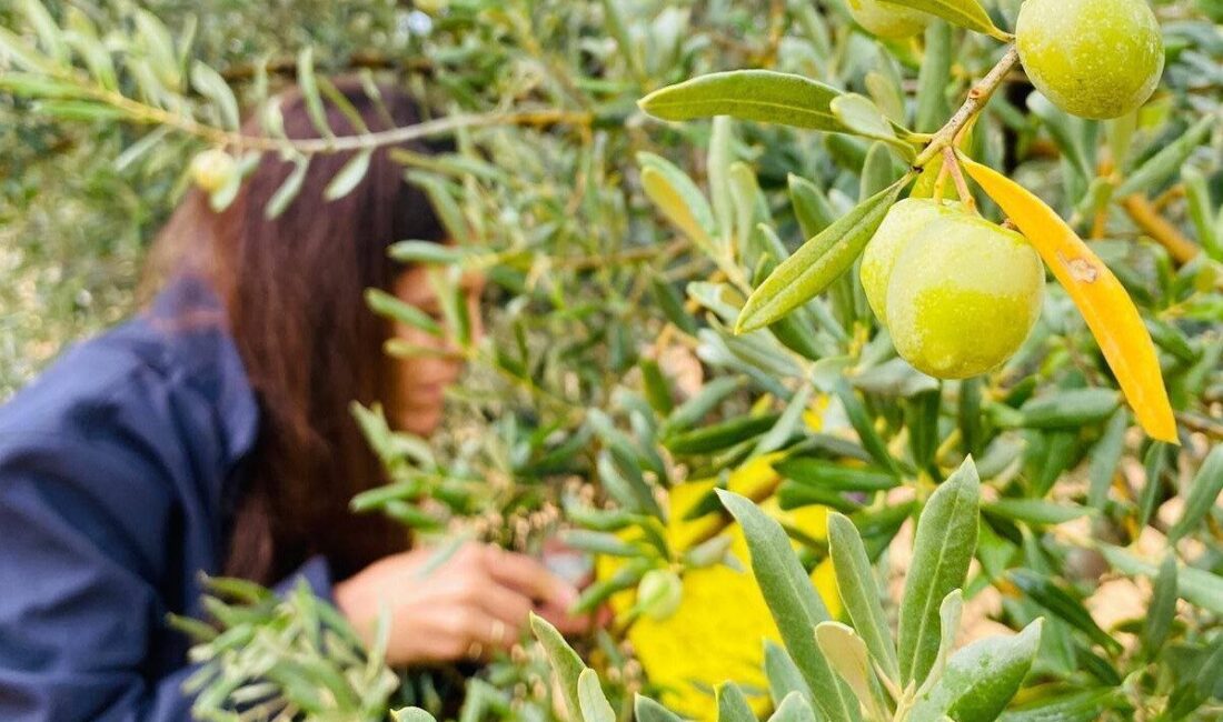 Manisa'nın Salihli ilçesinde Tarım ve Orman Müdürlüğü, zeytin üreticilerini halkalı