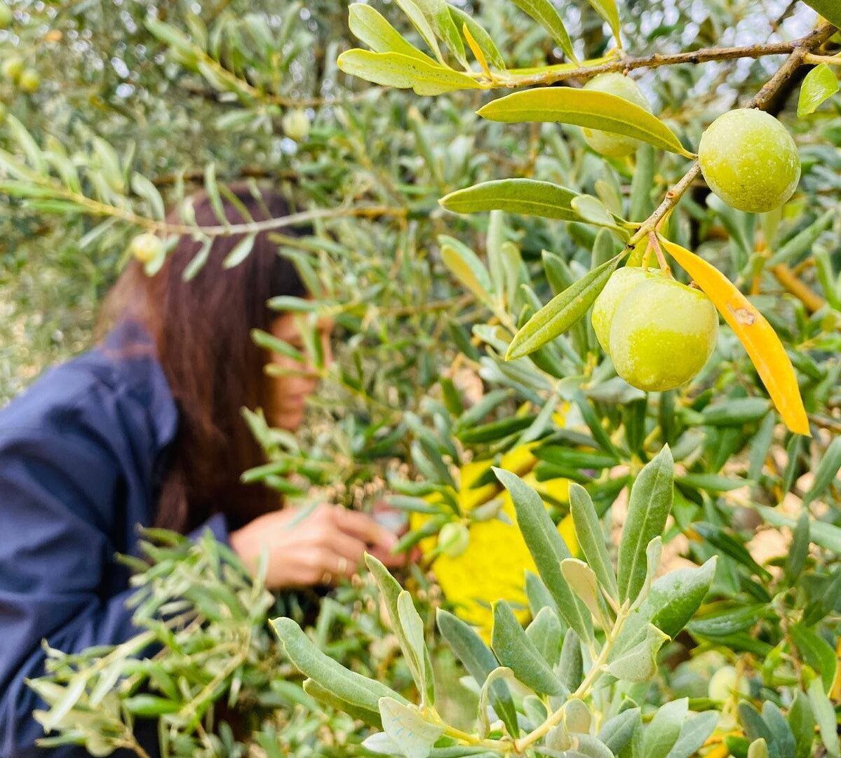 Manisa'nın Salihli ilçesinde Tarım ve Orman Müdürlüğü, zeytin üreticilerini halkalı