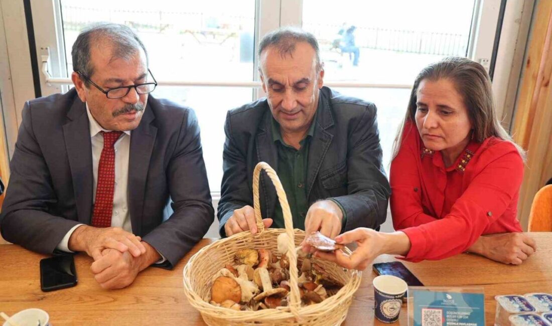 Düzce Üniversitesi’nde Mantarların Gizemli Dünyası Etkinliği Gerçekleşti Düzce Üniversitesi, mantar çeşitleri üzerine düzenlediği etkinlikte Doç. Dr. Çağlar