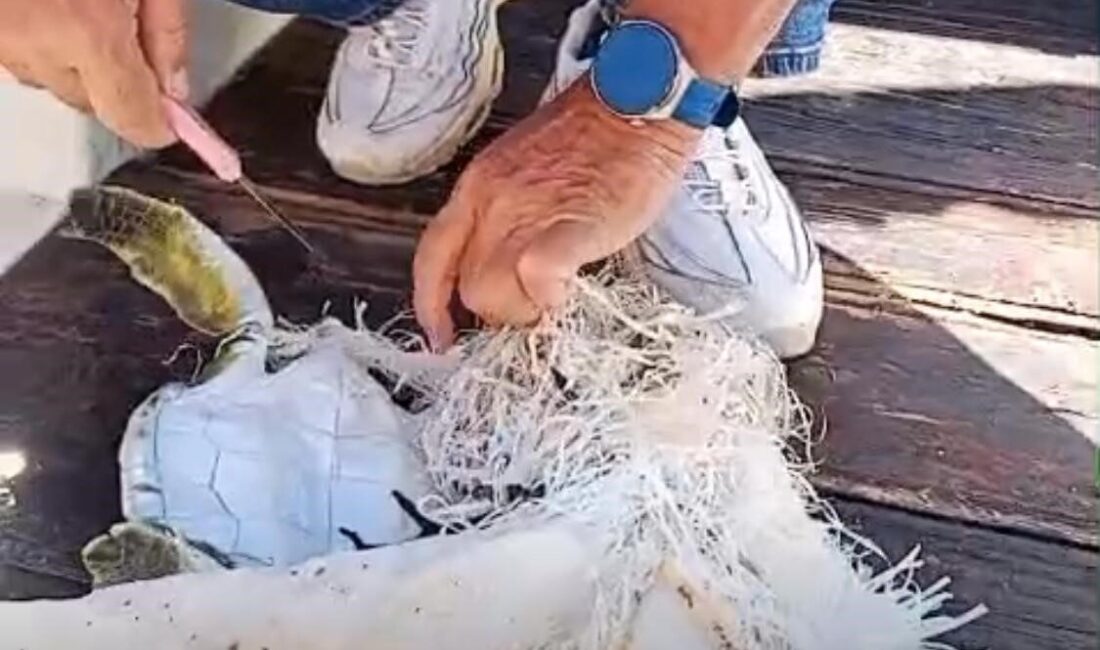 Marmaris’te Balıkçılar Yavru Deniz Kaplumbağasını Çuvaldan Kurtardı Marmaris'te denize açılan çevreci Özcan Köylübay ve arkadaşı, çuvala dolanmış