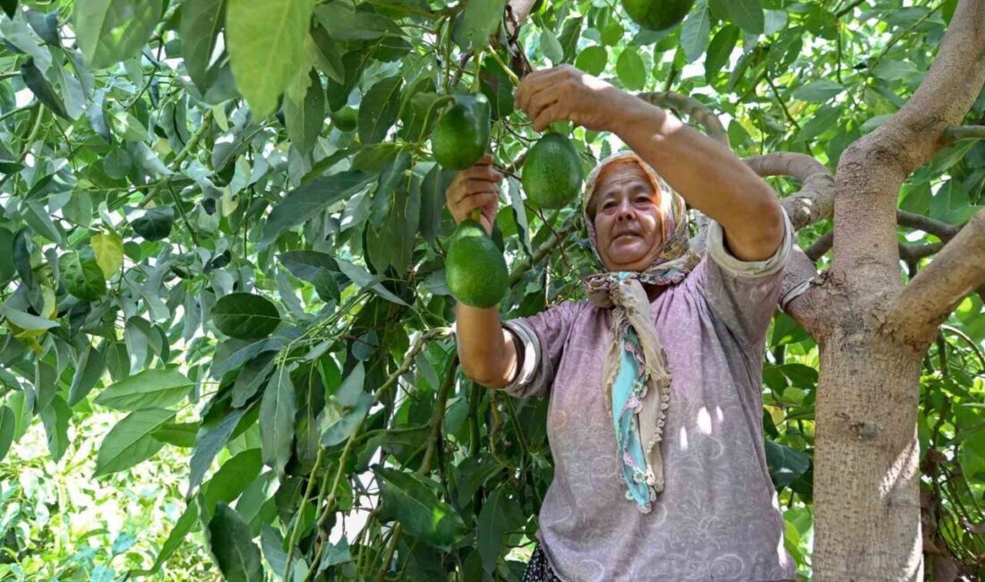 Mersin Büyükşehir Belediyesi, tarımsal kalkınma projeleriyle çiftçilere destek sunarak atıl
