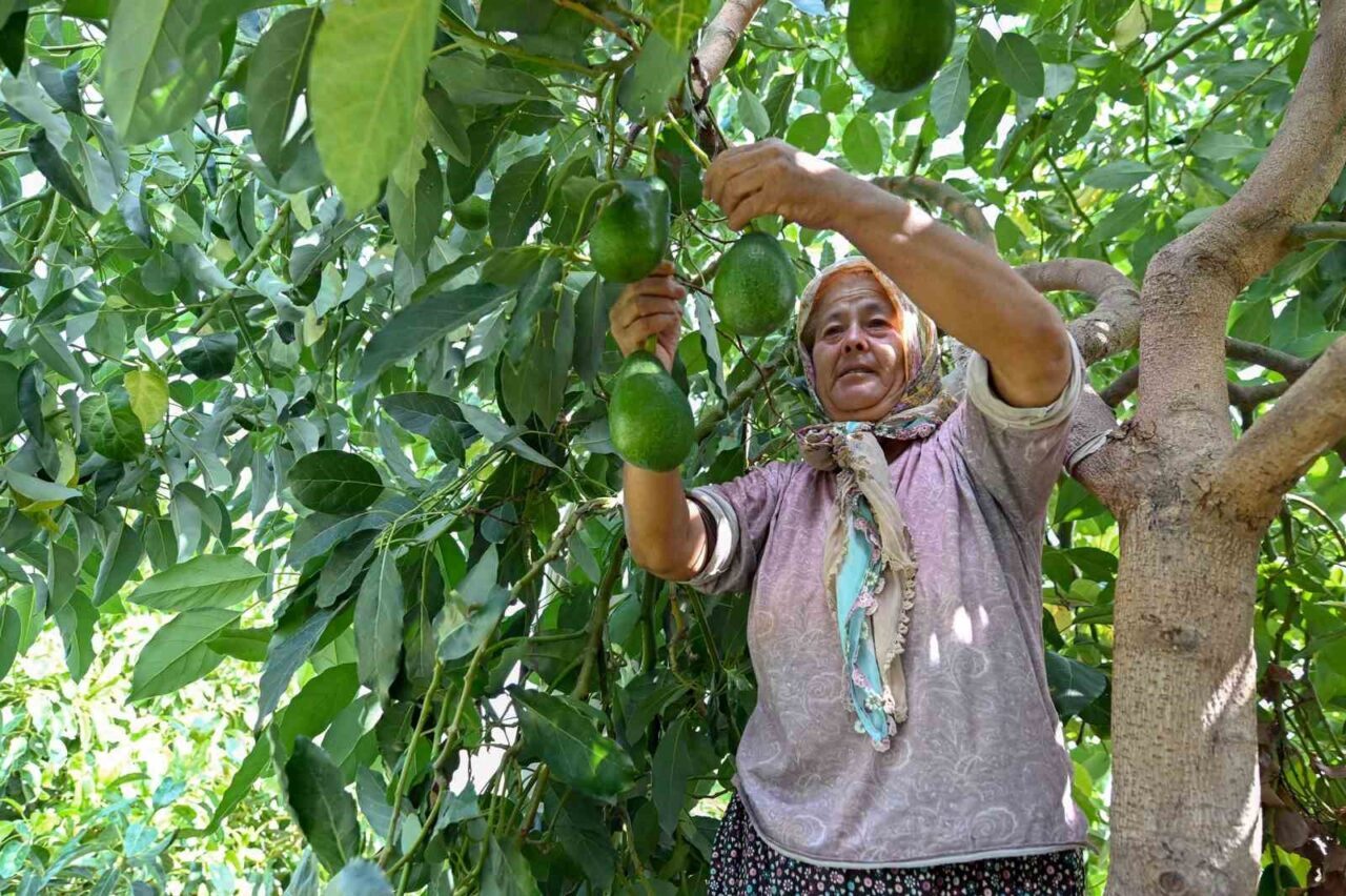 Mersin Büyükşehir Belediyesi, tarımsal kalkınma projeleriyle çiftçilere destek sunarak atıl