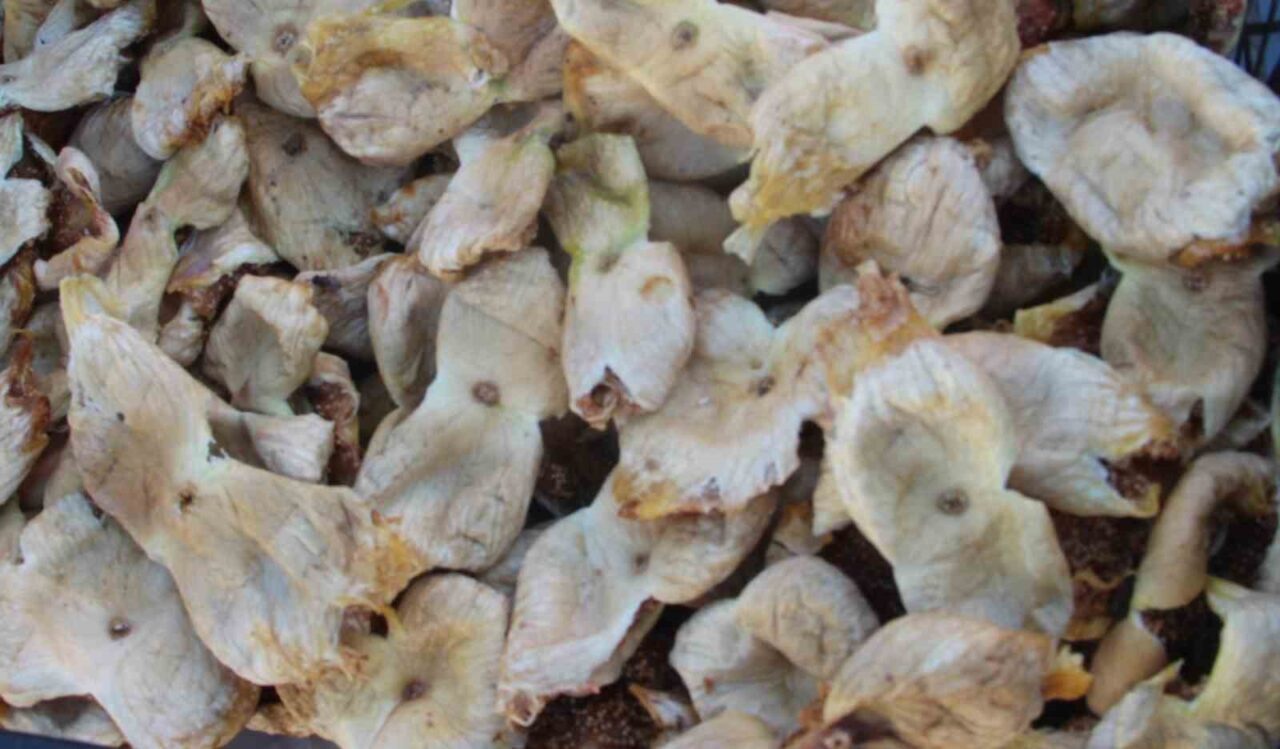 Mersin'in Mut ilçesinde tamamlanan beyaz Mut inciri hasadı, üreticilere umut