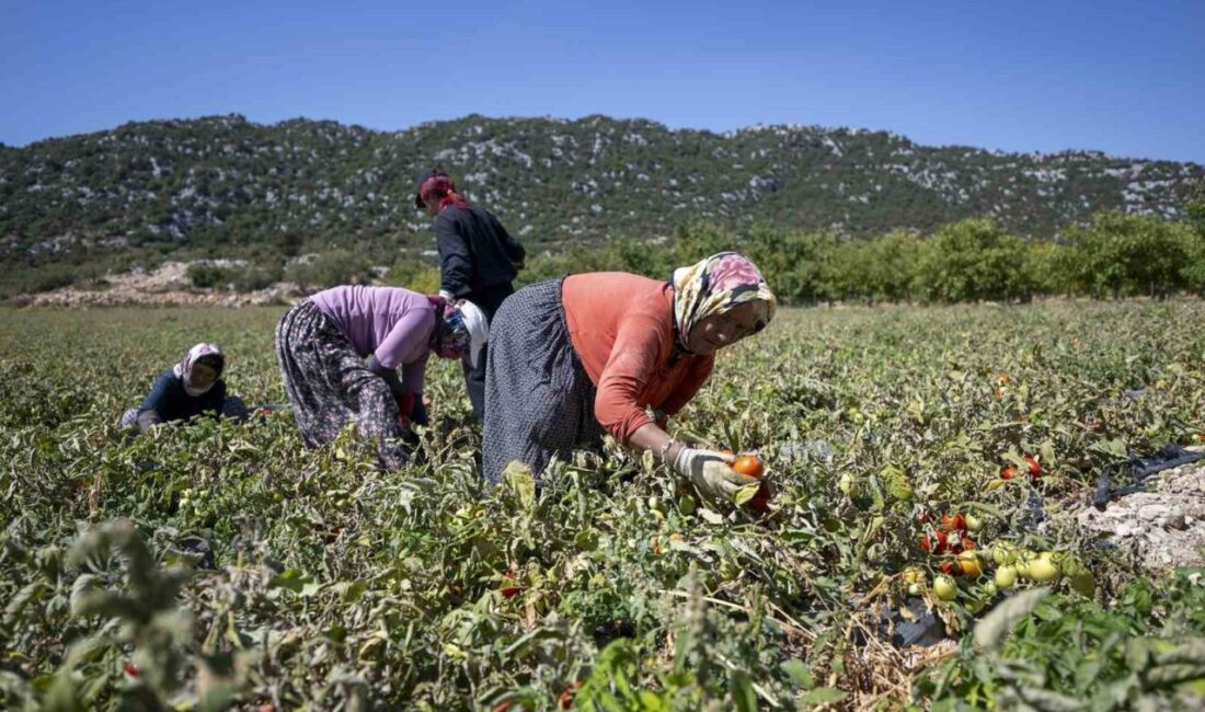 Mersin Büyükşehir Belediyesi, tarımsal üretimi artırmak amacıyla 187 bin 226