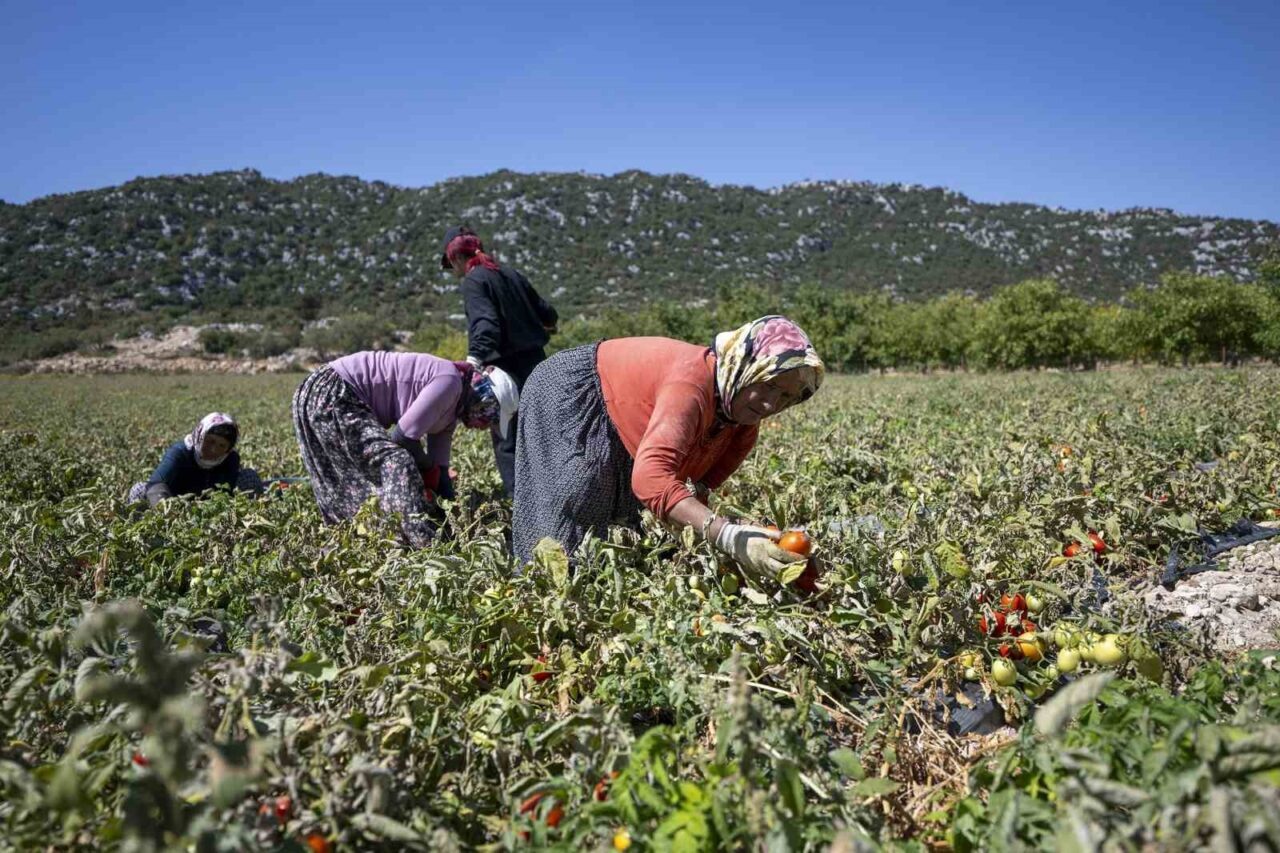 Mersin Büyükşehir Belediyesi, tarımsal üretimi artırmak amacıyla 187 bin 226