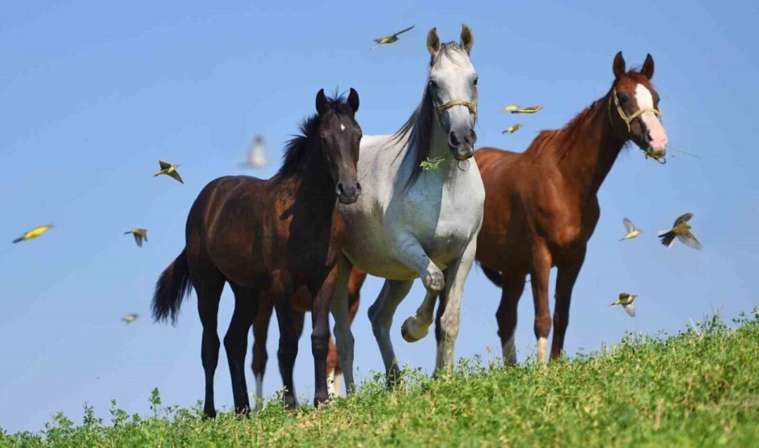Malatya’nın Akçadağ ilçesindeki Sultansuyu Tarım İşletmesi, Arap yarış taylarını İstanbul Veliefendi Hipodromu’nda açık artırmaya sunuyor. Malatya'nın Akçadağ ilçesindeki Sultansuyu Tarım İşletmesi, 15 elit Arap yarış