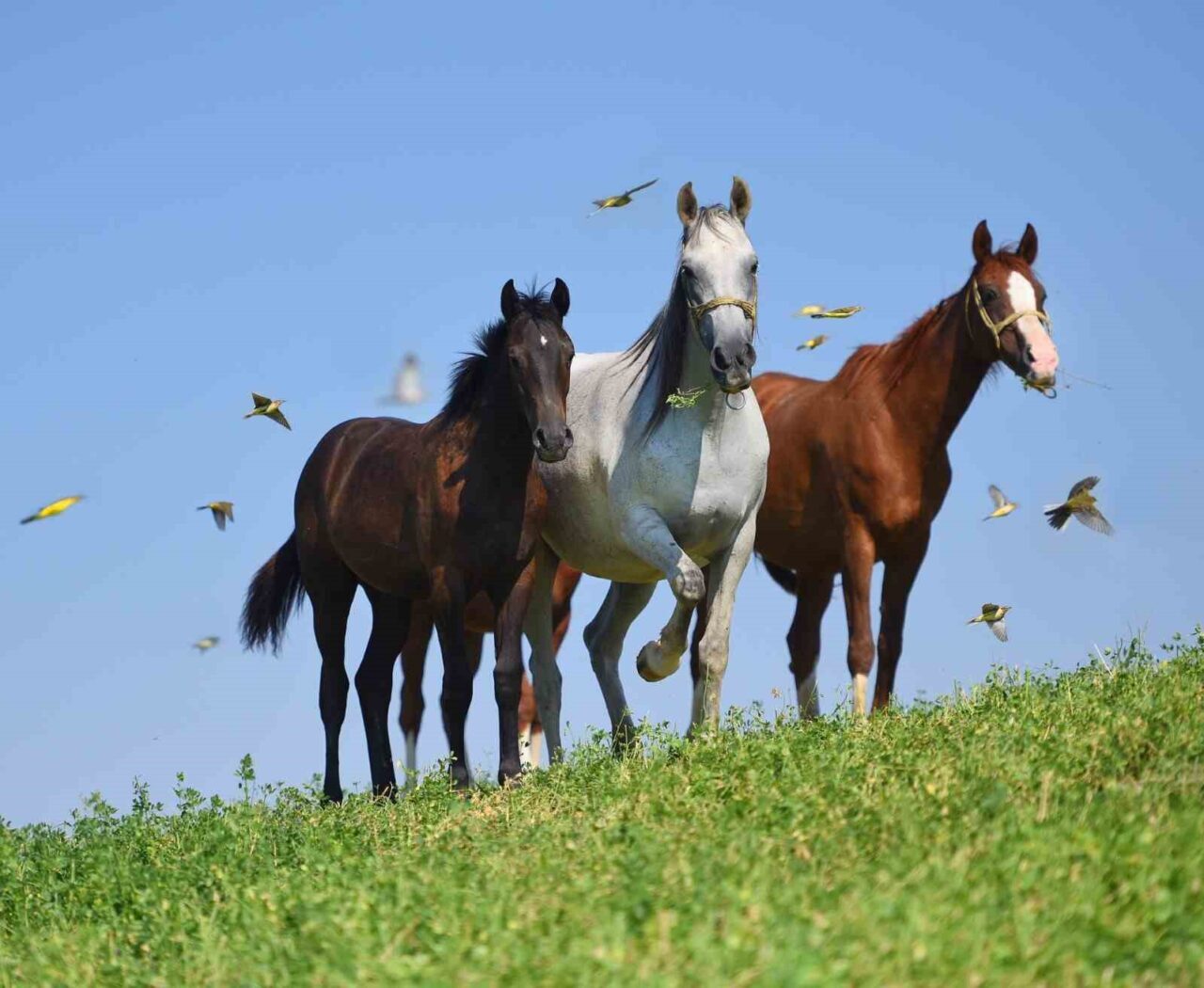 Malatya'nın Akçadağ ilçesindeki Sultansuyu Tarım İşletmesi, 15 elit Arap yarış