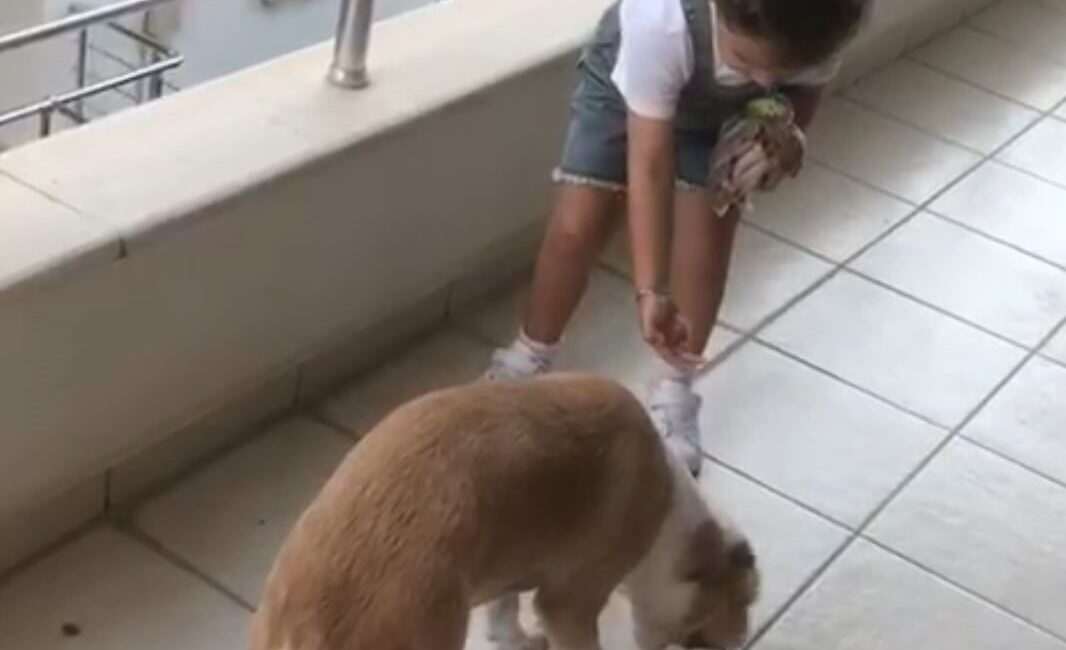 Muğla'nın Datça ilçesinde 4 yaşındaki Gökçe Erdoğan, 4 Ekim Dünya