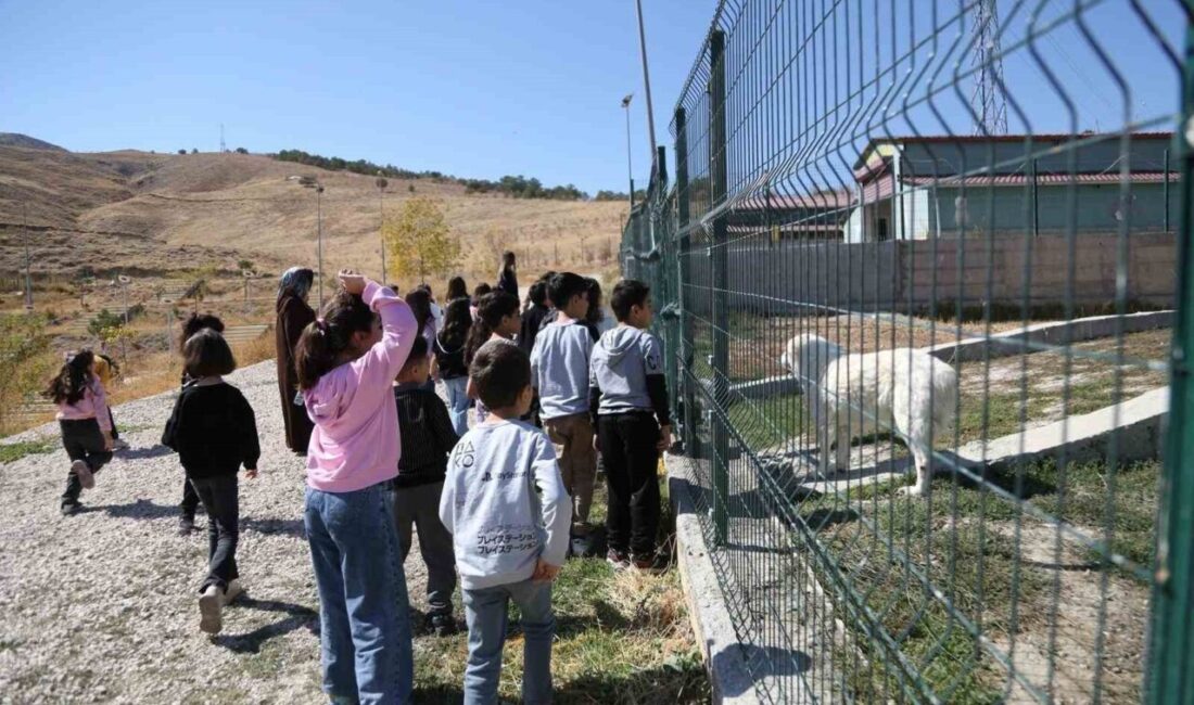 Van Büyükşehir Belediyesi, 4 Ekim Dünya Hayvanları Koruma Günü’nde Hayvan