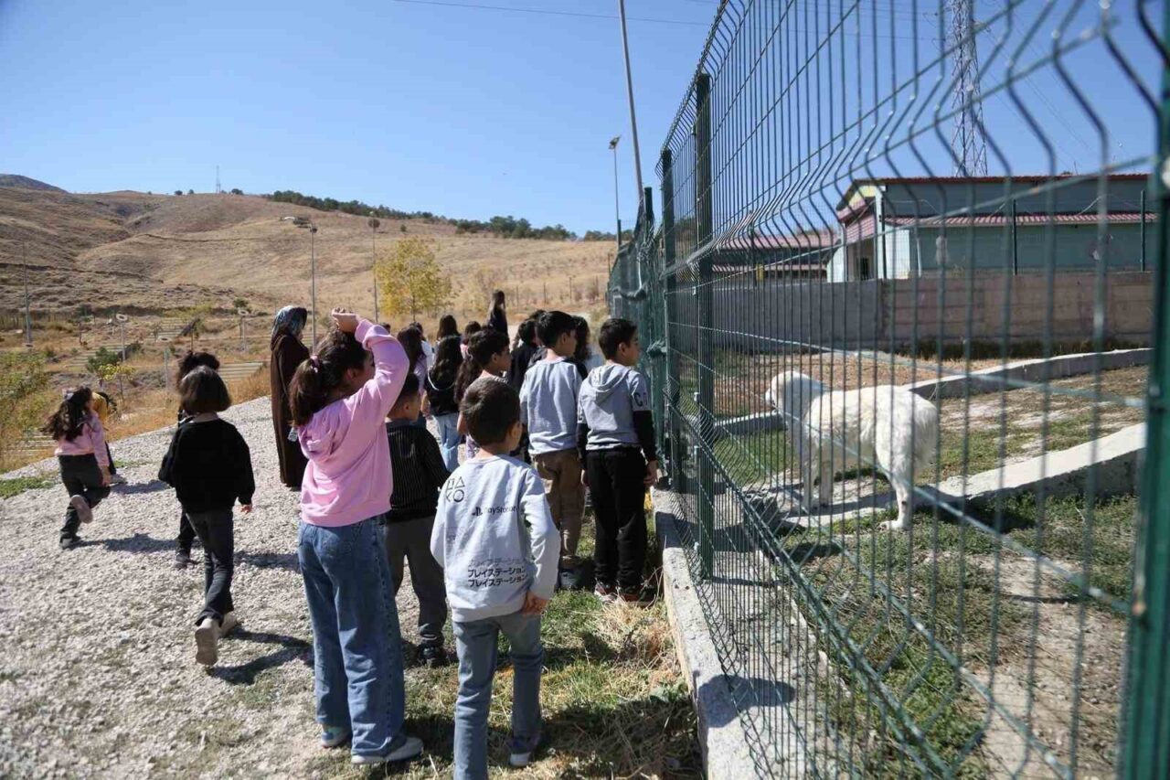 Van Büyükşehir Belediyesi, 4 Ekim Dünya Hayvanları Koruma Günü’nde Hayvan
