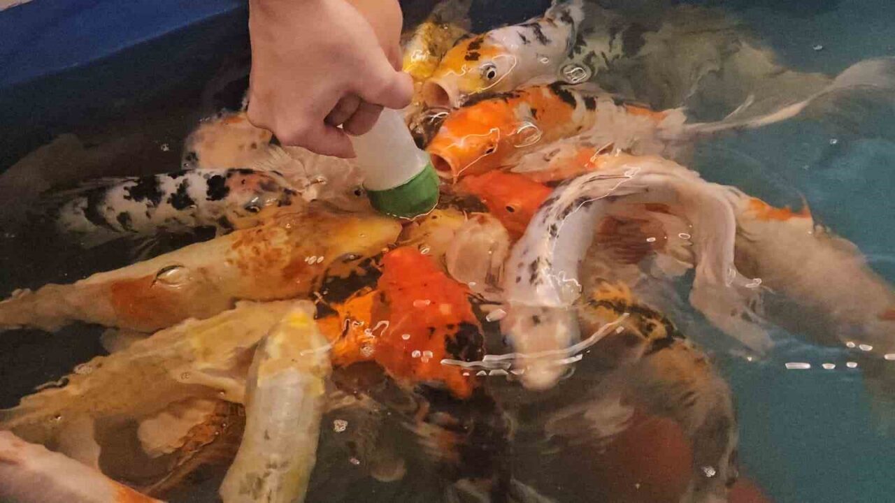 Zonguldak'taki alışveriş merkezinde gerçekleştirilen "biberonla koi balığı besleme" etkinliği, çocuklar