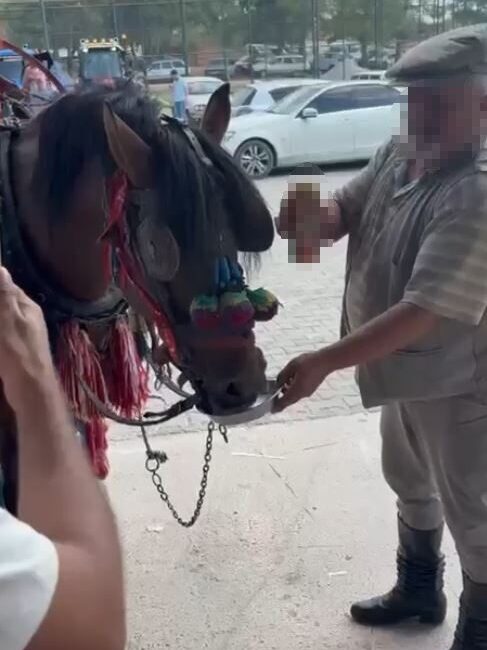 Muğla'nın Yatağan ilçesinde C.Ö.'nün sünnet düğününde, fayton atına alkollü içki