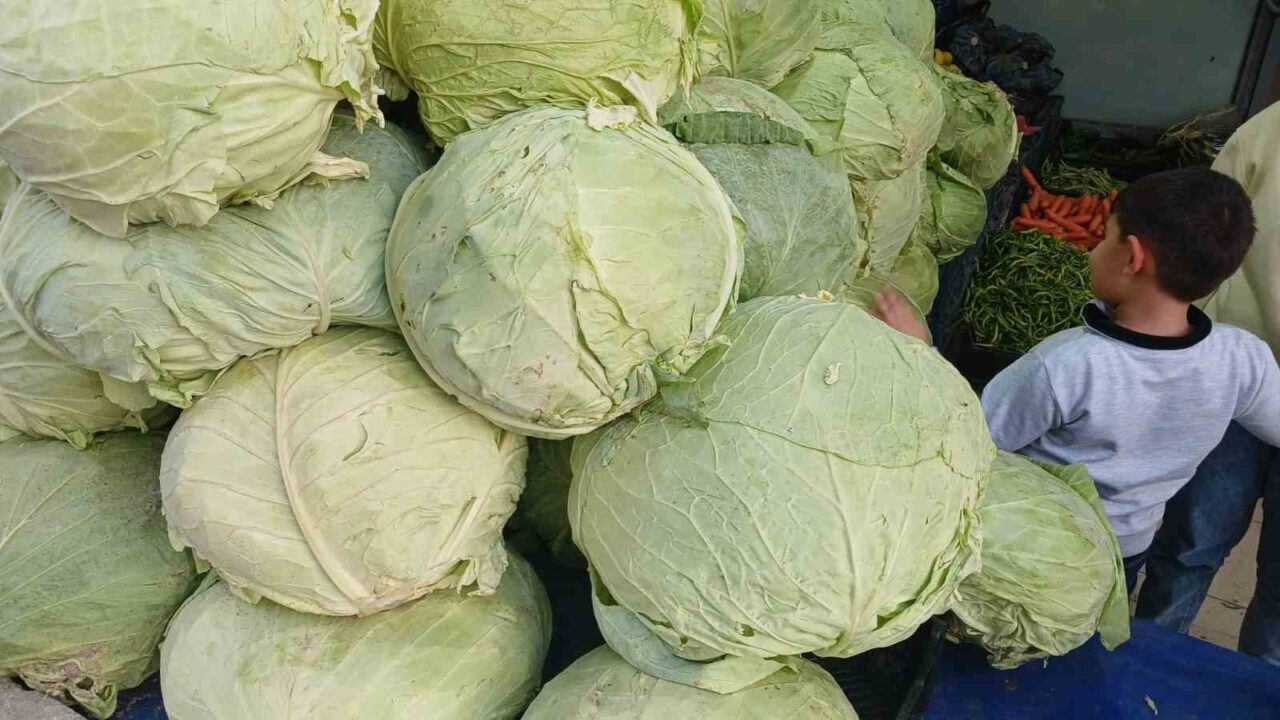 Muş'ta hasadı tamamlanan lahanalar, Diyarbakır'ın Kulp ilçesine ulaştı. İlçedeki manavlar