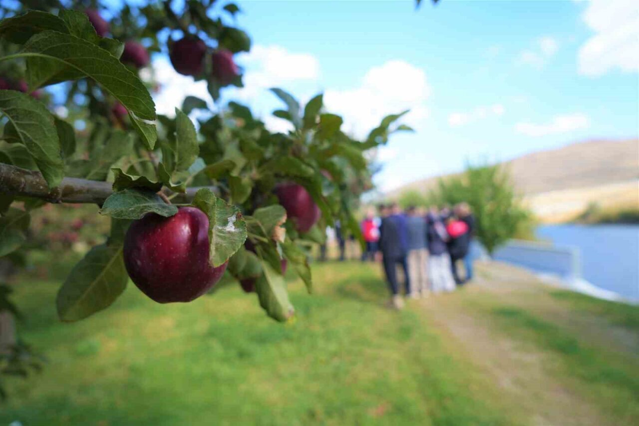 Muş'ta 4 bin 500 dekar alanda yapılan elma hasadından bu