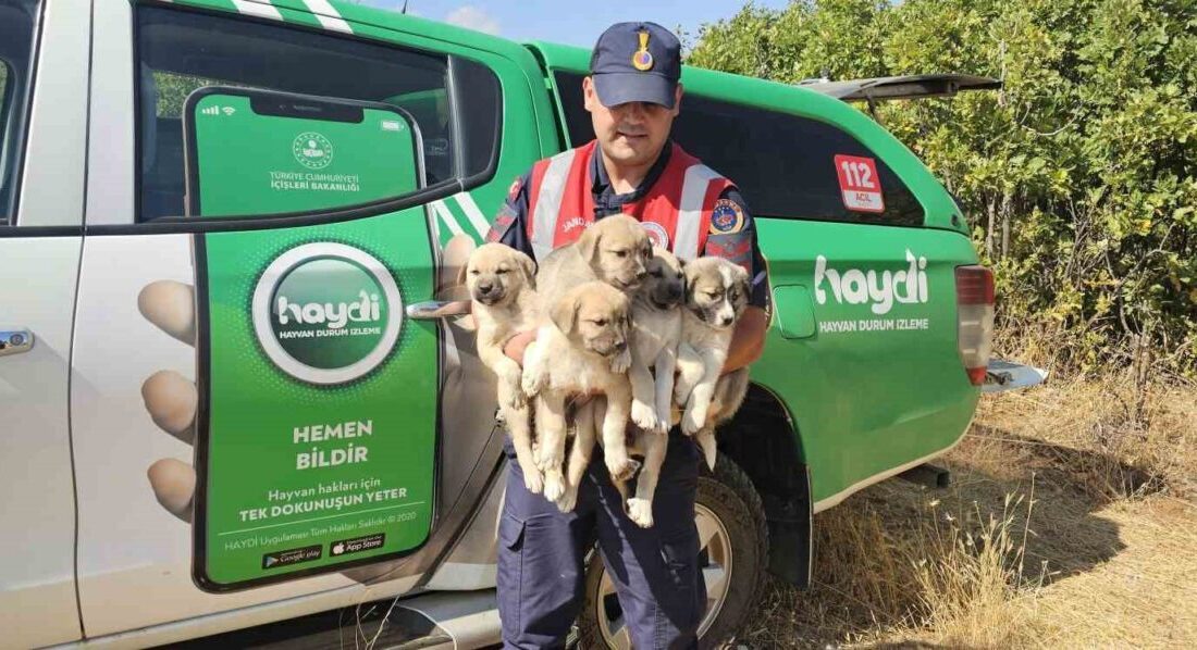 Muş’ta jandarma, ormanlık alanda terk edilmiş 5 yavru köpek buldu.