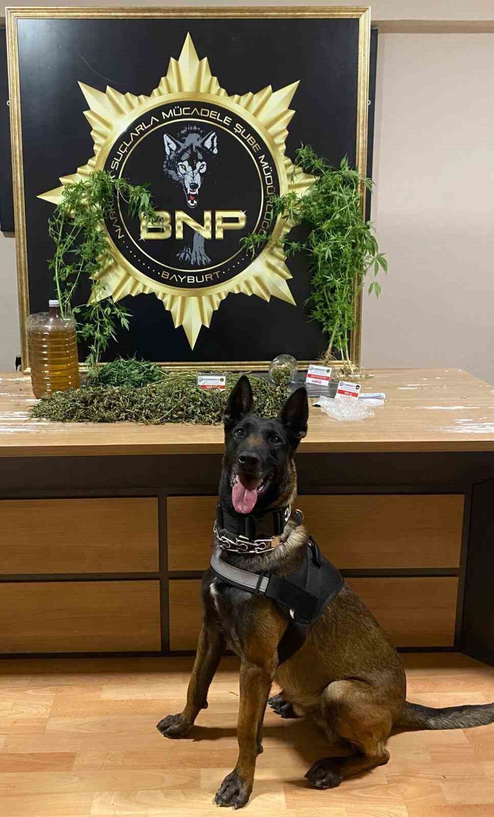 Bayburt'ta Narkotik Suçlarla Mücadele Şube Müdürlüğü, narkotik arama köpeği Pablo