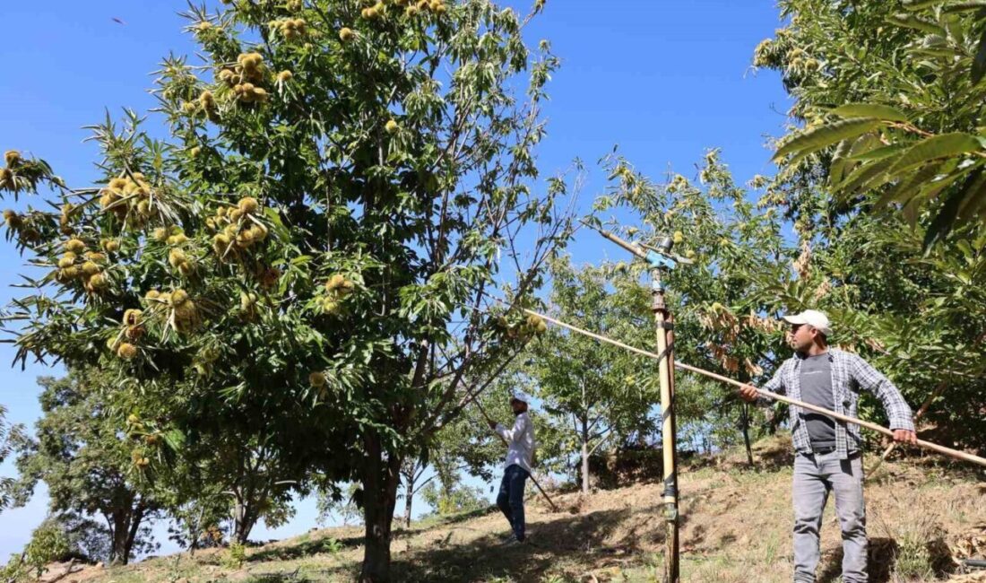 Aydın'da kestane hasadı öncesinde Nazilli Ziraat Odası, 2025 sezonu yevmiyelerini