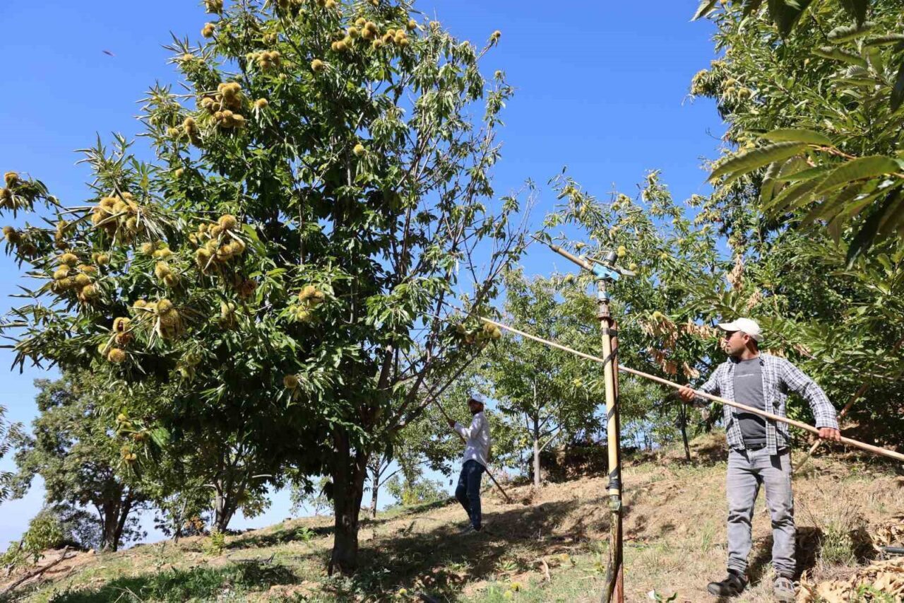 Aydın'da kestane hasadı öncesinde Nazilli Ziraat Odası, 2025 sezonu yevmiyelerini