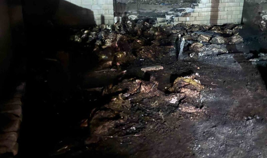 Niğde'nin Bor ilçesindeki Kemerhisar beldesinde Ali Kaçmaz'a ait ahırda çıkan