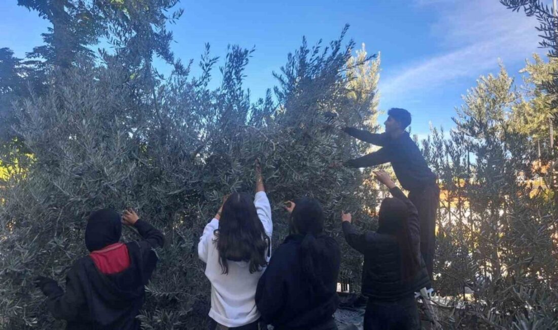 Gölmarmara’daki Öğrenciler Zeytin Hasadıyla Hem Üretiyor Hem Öğreniyor Manisa Gölmarmara'daki Hulki Sanlıtop Anadolu Lisesi öğrencileri, okul bahçesindeki zeytin