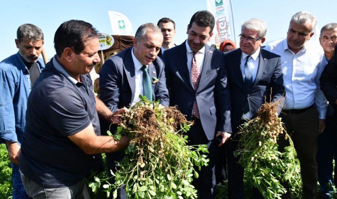 Osmaniye, yer fıstığını tanıtmak için düzenlenecek festivalin tanıtımını yaptı. Belediye