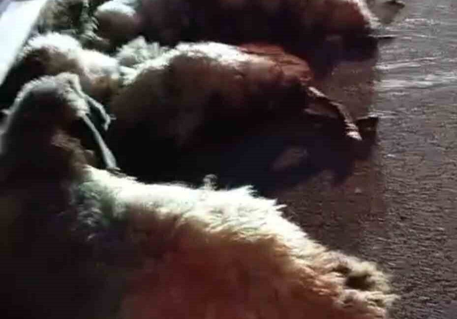 Muş’ta Koyun Sürüsüne Otomobil Çarpması Sonucu Çok Sayıda Hayvan Telef Oldu Muş’ta bir otomobil, Murat Köprüsü yakınlarında yol üzerindeki koyun sürüsüne