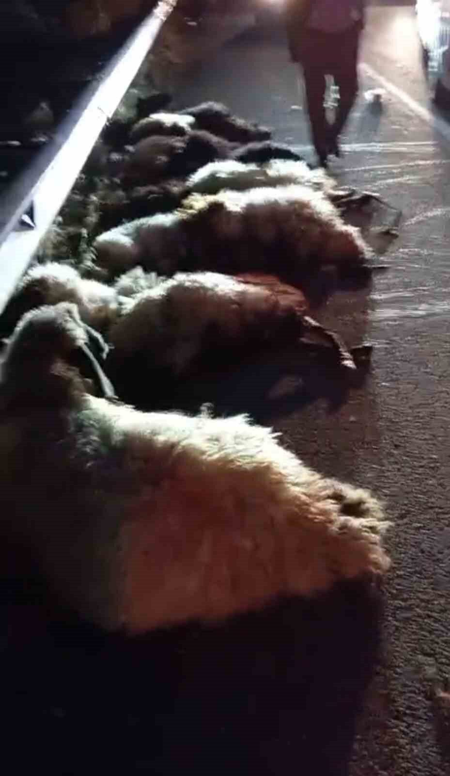 Muş’ta bir otomobil, Murat Köprüsü yakınlarında yol üzerindeki koyun sürüsüne