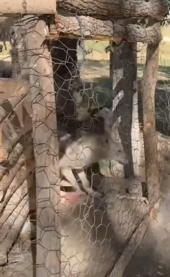 Van'ın Özalp ilçesinde, jandarma ekipleri sosyal medyada tespit ettikleri bir