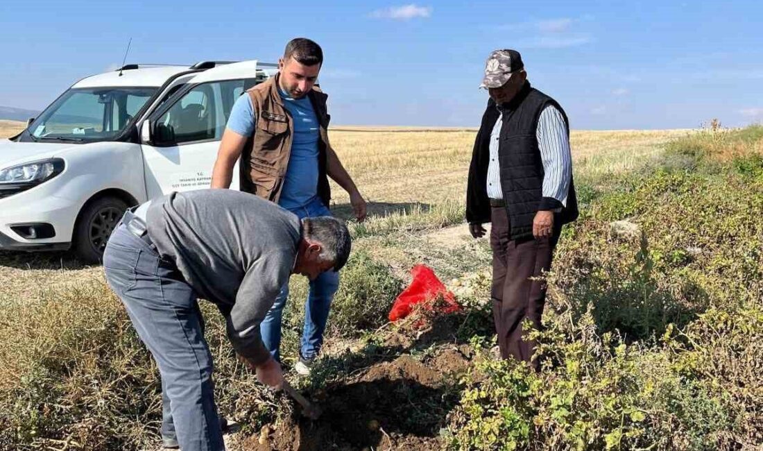 Afyonkarahisar'ın İhsaniye ilçesinde patates hasadı öncesi Tarım ve Orman İl