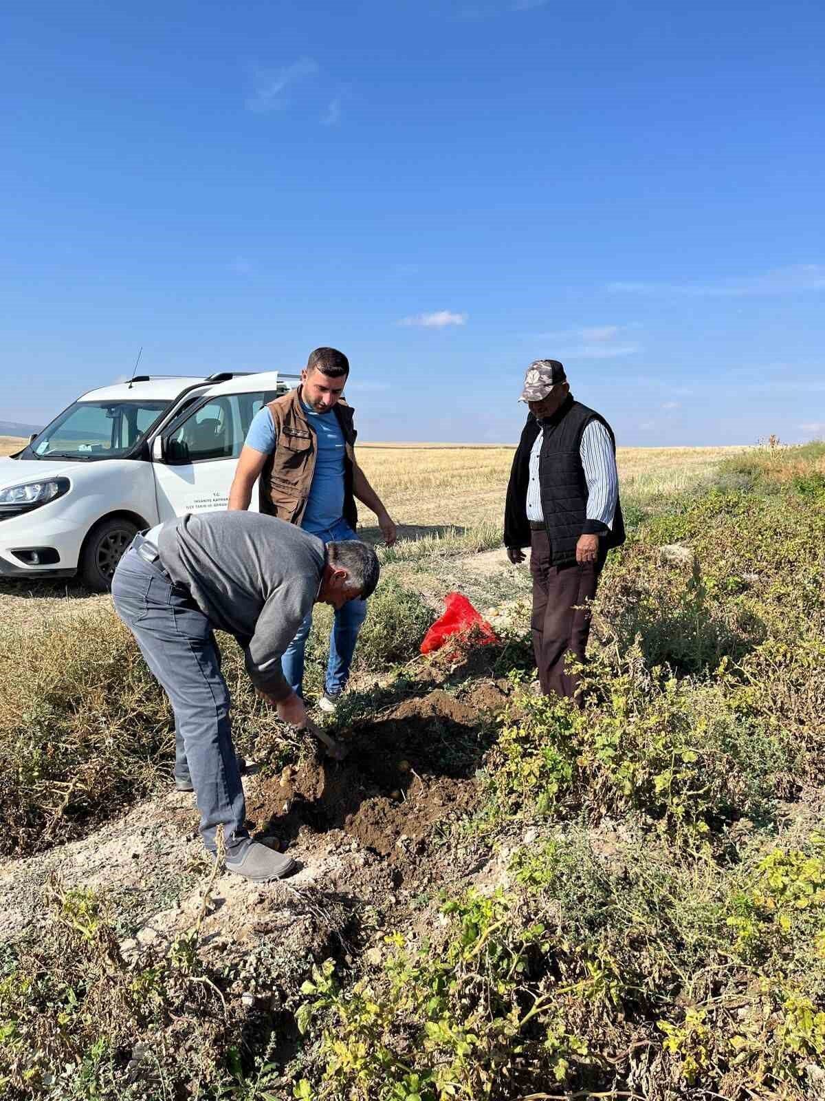 Afyonkarahisar'ın İhsaniye ilçesinde patates hasadı öncesi Tarım ve Orman İl