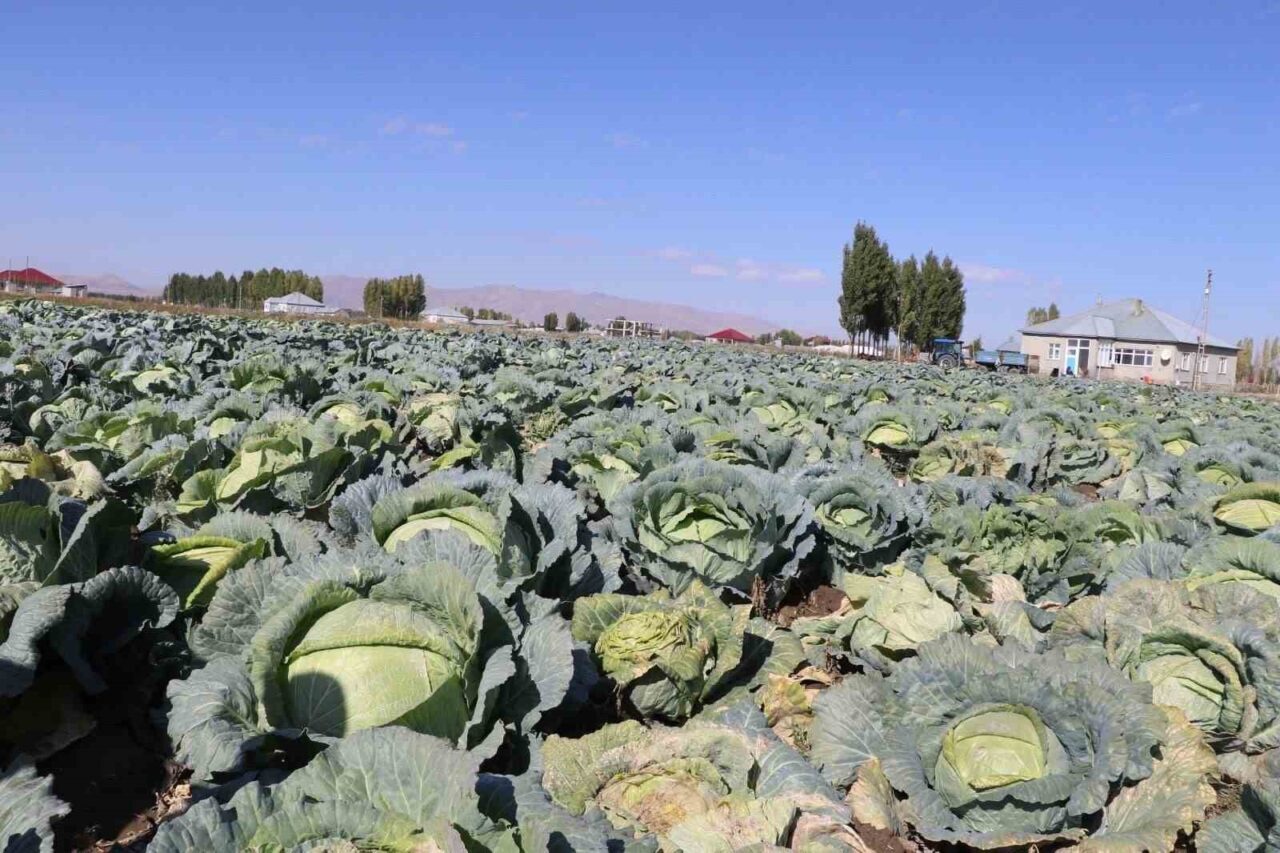 Ağrı'nın Patnos ilçesine bağlı Yalçınkaya Köyü'nde lahana hasadı bereketli bir
