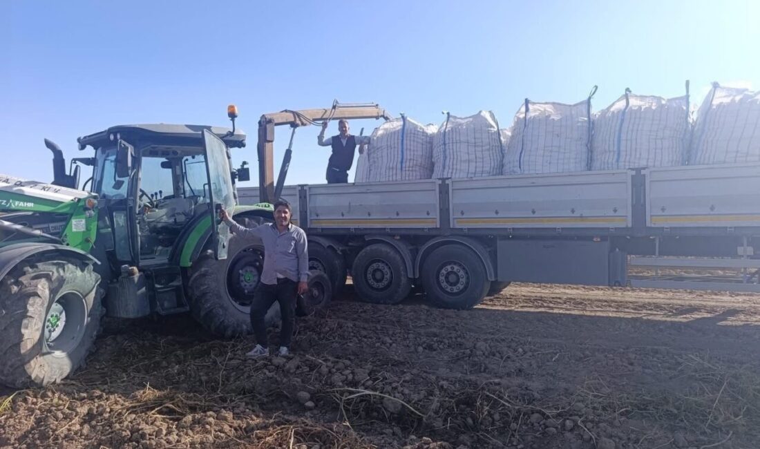 Patnos'ta patates hasadı başladı, çiftçiler sezonun ilk ürünlerini toplamaya başladı.