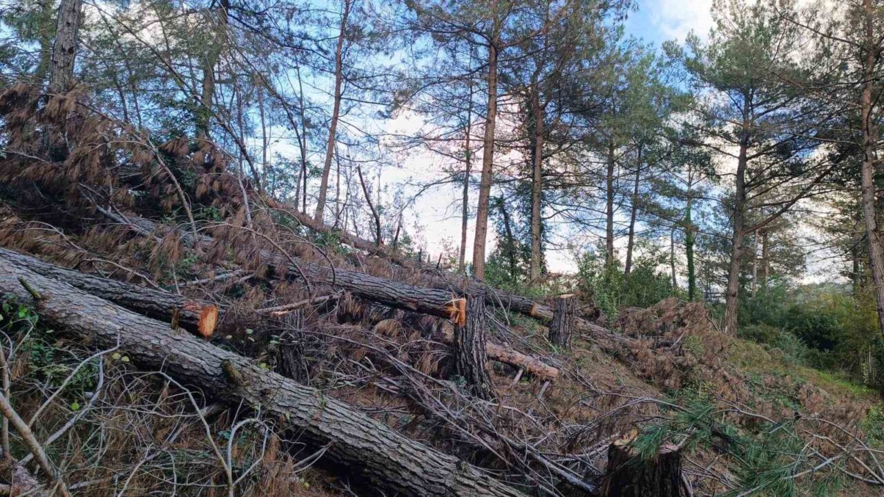 Hatay’ın Payas ilçesinde, Amanos Dağları eteklerinde kesilen 20 kızılçam ağacıyla