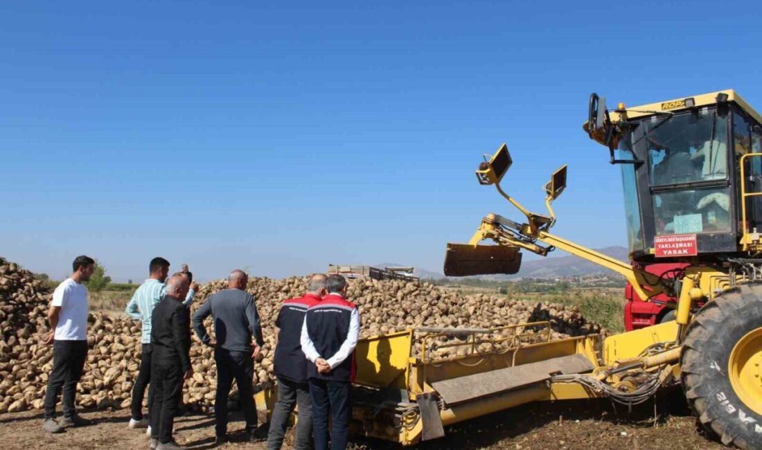 Tokat’ın Pazar ilçesinde şeker pancarı hasadı sürerken, bu yıl 45